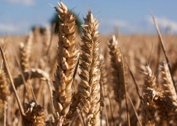 India’s Warmer Winter Poses Threat to Wheat Yields