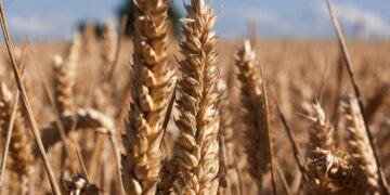 India’s Warmer Winter Poses Threat to Wheat Yields
