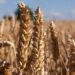 India’s Warmer Winter Poses Threat to Wheat Yields