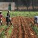 FG Allocates N132bn to Support Farmers in 2025
