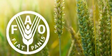Global Food Prices Dropped 2% in 2024 — FAO