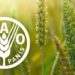 Global Food Prices Dropped 2% in 2024 — FAO