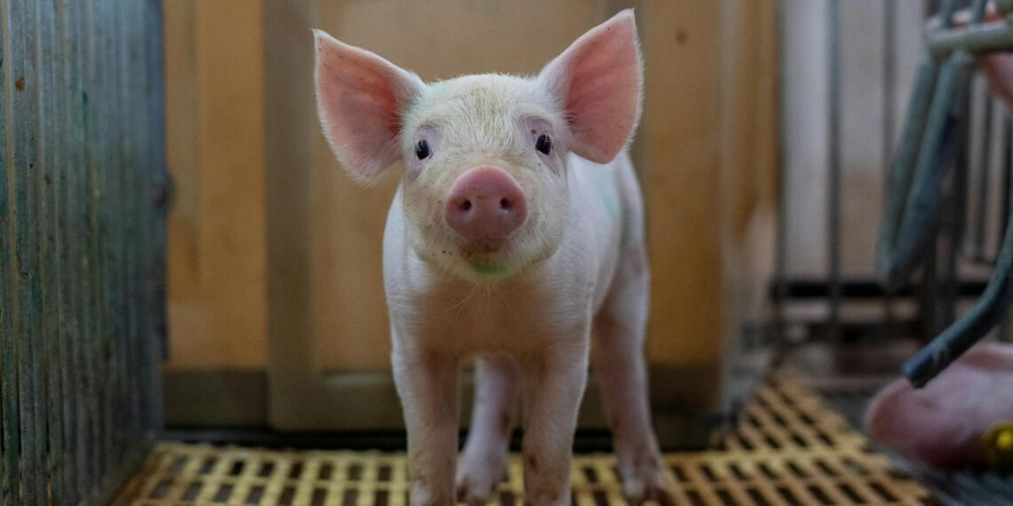 Germany Declares End to Foot-and-Mouth Disease Outbreak — Agriculture Minister