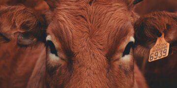 UK Bans Livestock Imports from Germany After Foot-and-Mouth Disease Outbreak