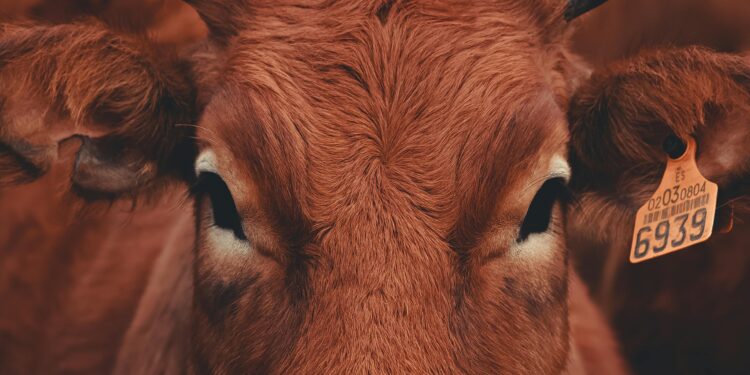 UK Bans Livestock Imports from Germany After Foot-and-Mouth Disease Outbreak