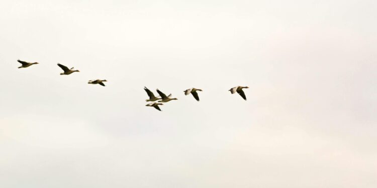 South Korea Takes Flight Safety to New Heights with Advanced Bird Detection