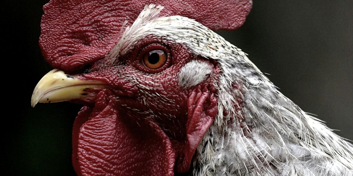 Trump Administration Announces Bird Flu Plan In the Midst Of Soaring Egg Prices