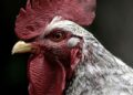 Trump Administration Announces Bird Flu Plan In the Midst Of Soaring Egg Prices