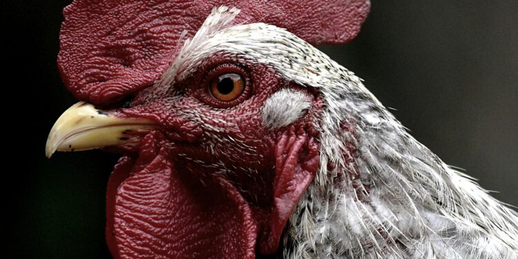 Trump Administration Announces Bird Flu Plan In the Midst Of Soaring Egg Prices