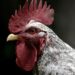 Trump Administration Announces Bird Flu Plan In the Midst Of Soaring Egg Prices