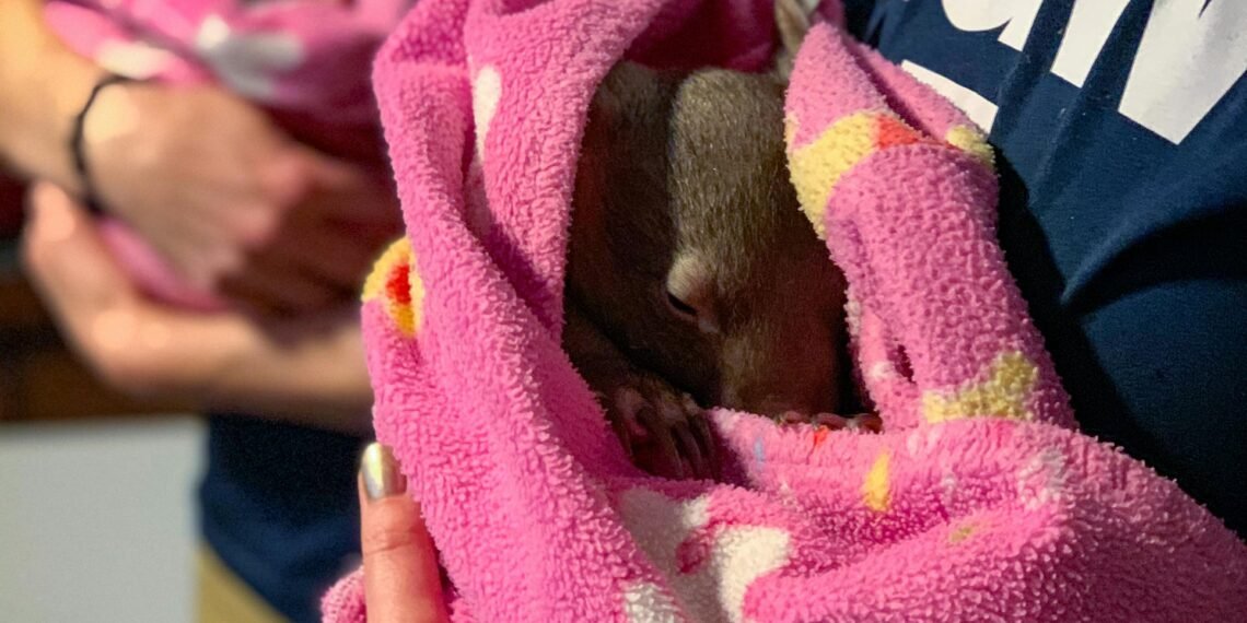 U.S. Influencer Faces Backlash After Taking Baby Wombat from Its Mother