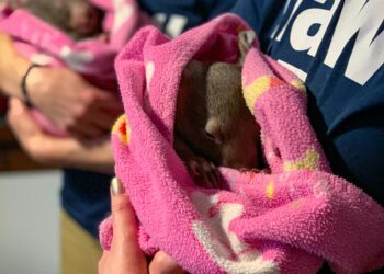 U.S. Influencer Faces Backlash After Taking Baby Wombat from Its Mother