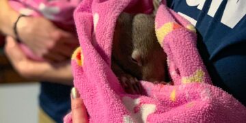 U.S. Influencer Faces Backlash After Taking Baby Wombat from Its Mother