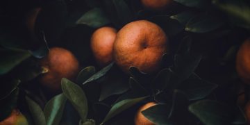 Tanzania Ends Ban on South African and Malawian Agricultural Imports