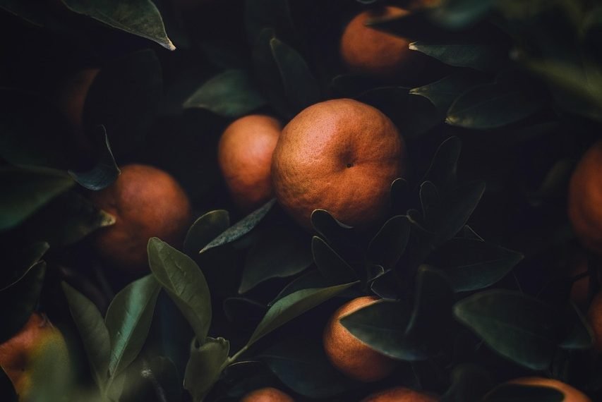 Tanzania Ends Ban on South African and Malawian Agricultural Imports