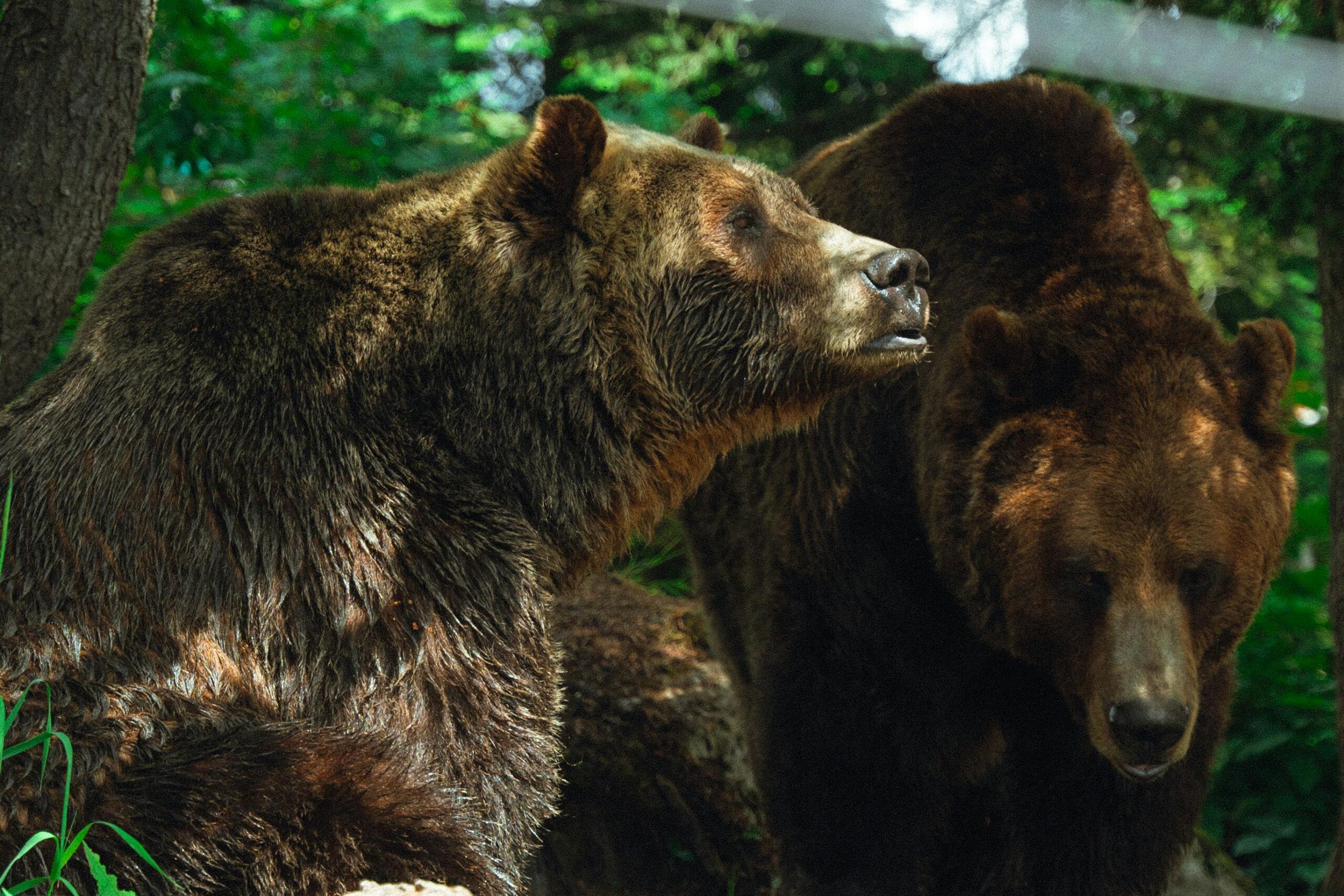 Slovakia Approves Cull of 350 Brown Bears After Fatal Attack