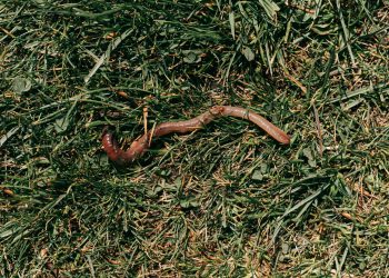 Mexico Reports First Confirmed Human Case of Deadly Screwworm Infection