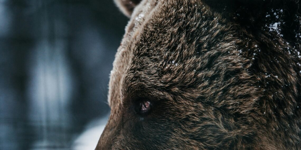 Slovakia Approves Cull of 350 Brown Bears After Fatal Attack