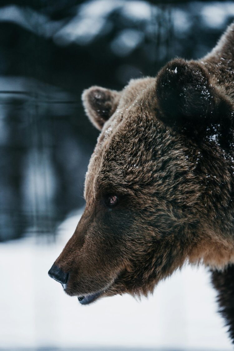 Slovakia Approves Cull of 350 Brown Bears After Fatal Attack