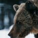 Slovakia Approves Cull of 350 Brown Bears After Fatal Attack