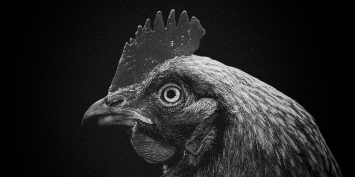 Brazil Aims to End China's Bird Flu Import Ban