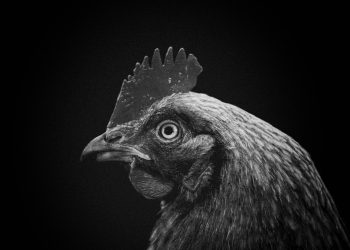 Brazil Aims to End China's Bird Flu Import Ban