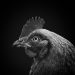 Brazil Aims to End China's Bird Flu Import Ban