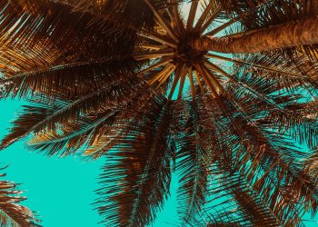 How to Enjoy the Summer Vibes in Nigeria’s Tropical Climate