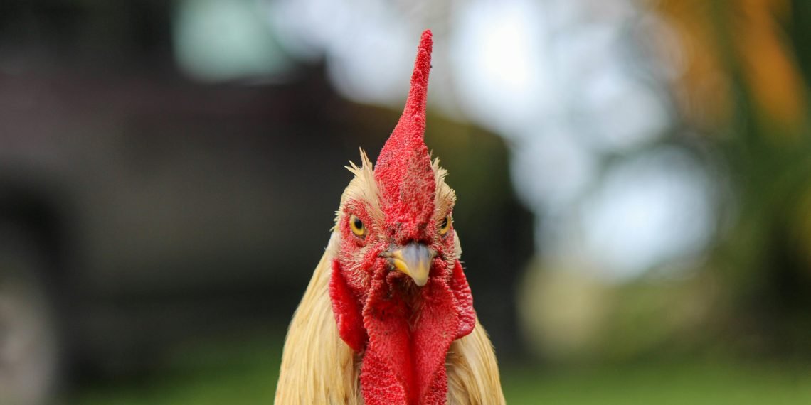 Mexico Bans Brazil Poultry Over Bird Flu Outbreak