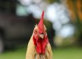 Mexico Bans Brazil Poultry Over Bird Flu Outbreak