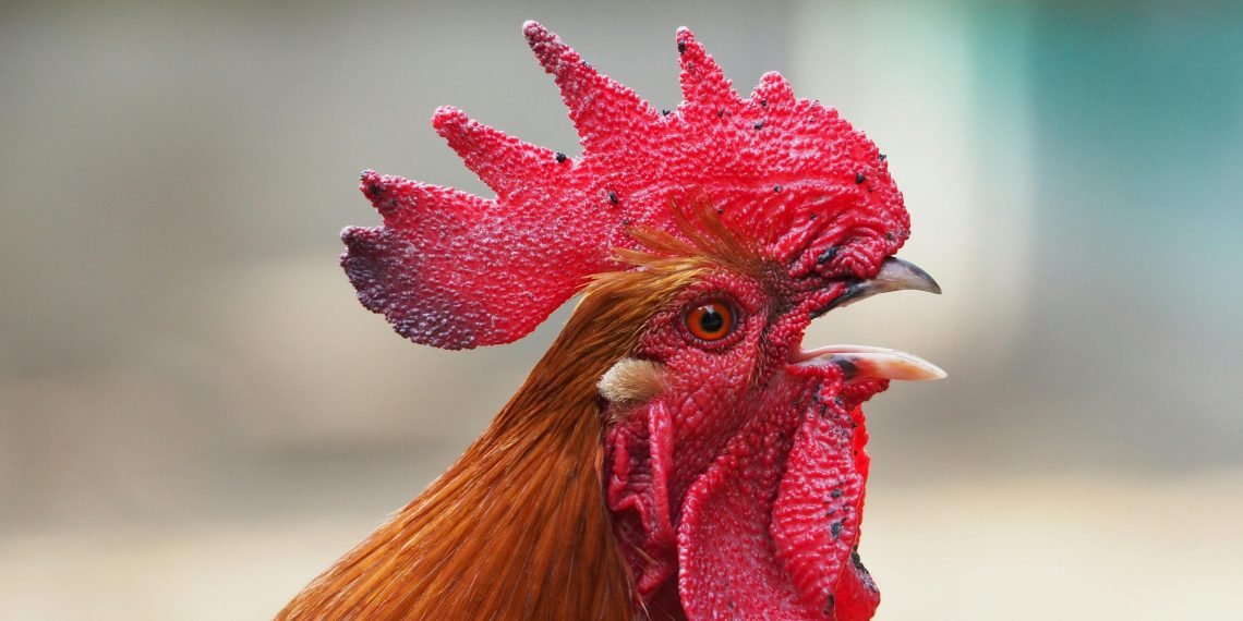 Brazil Bird Flu Outbreak Leads to Global Trade Bans