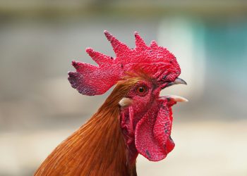 Brazil Bird Flu Outbreak Leads to Global Trade Bans