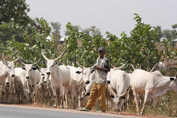 Are the Fulani Herdsmen Unstoppable?