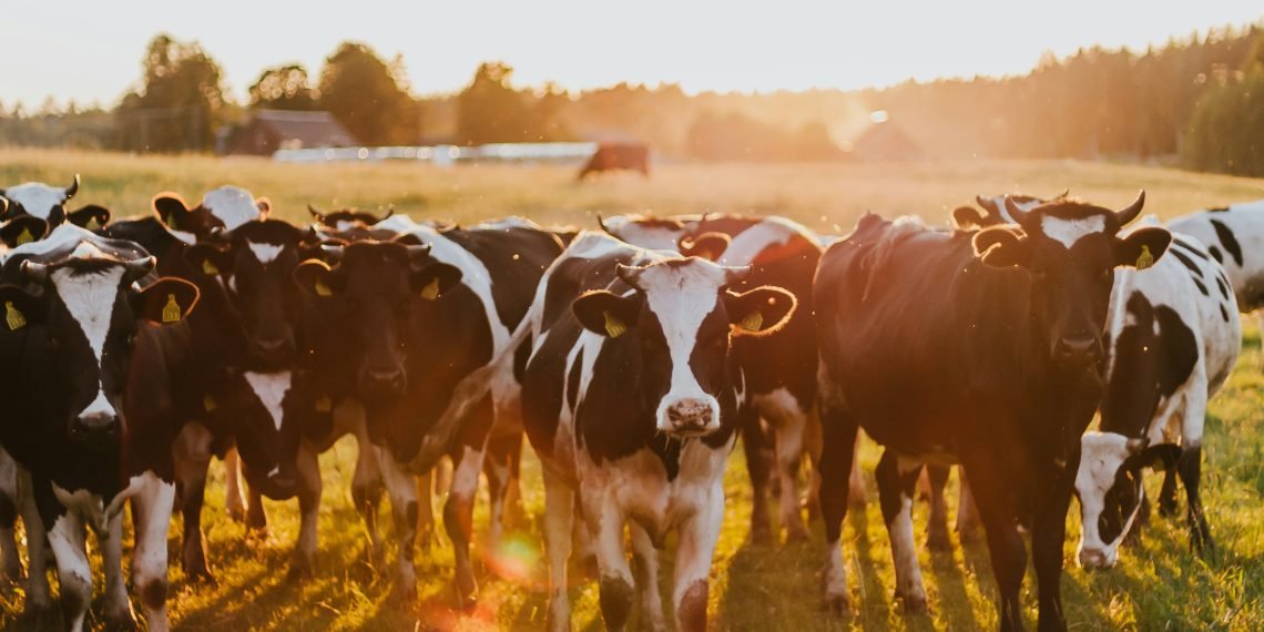 Kenya Reacts as Nigeria Imports Dairy Cattle from Denmark