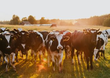 Kenya Reacts as Nigeria Imports Dairy Cattle from Denmark