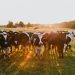 Kenya Reacts as Nigeria Imports Dairy Cattle from Denmark