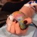 Australia Ends Gay Blood Donation Ban