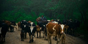 Are the Fulani Herdsmen Unstoppable?