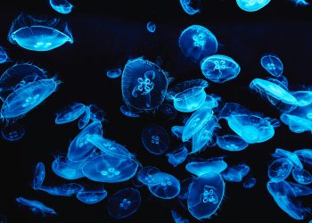 Iris van Herpen’s "Sympoiesis" Couture Collection: Where Fashion Becomes a Living Organism