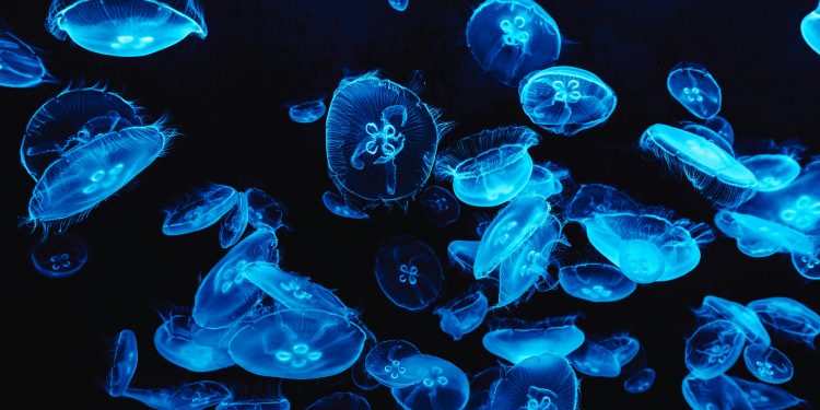 Iris van Herpen’s "Sympoiesis" Couture Collection: Where Fashion Becomes a Living Organism