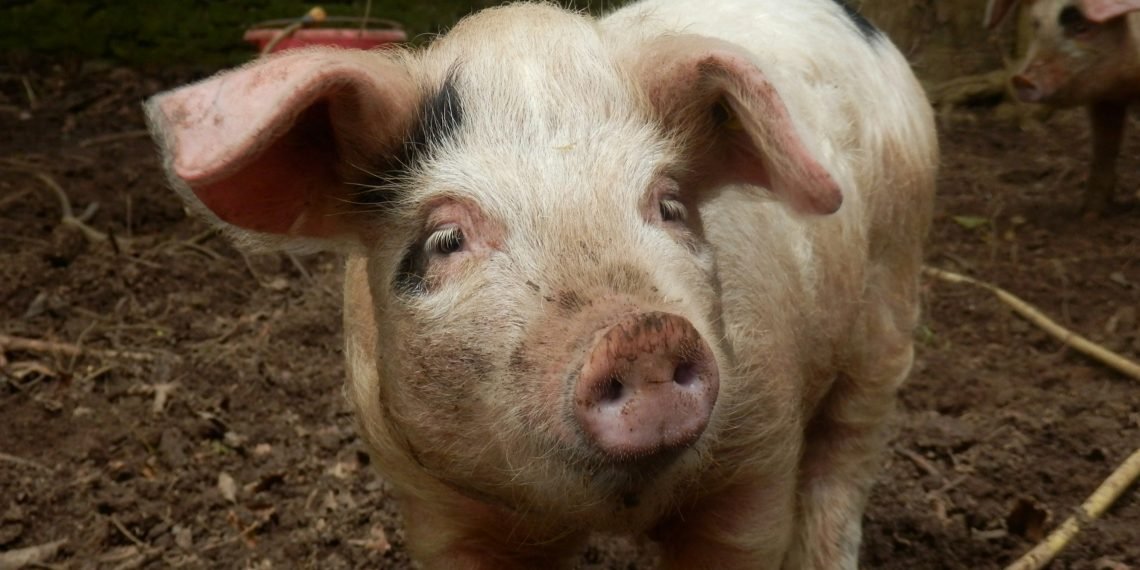 Disturbing Allegations in South Africa as Farm Worker Says Women Were Fed to Pigs Under Duress