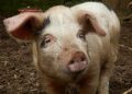 Disturbing Allegations in South Africa as Farm Worker Says Women Were Fed to Pigs Under Duress
