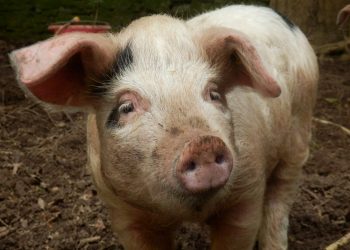 Disturbing Allegations in South Africa as Farm Worker Says Women Were Fed to Pigs Under Duress