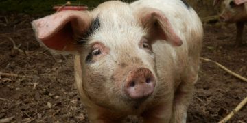 Disturbing Allegations in South Africa as Farm Worker Says Women Were Fed to Pigs Under Duress