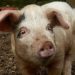 Disturbing Allegations in South Africa as Farm Worker Says Women Were Fed to Pigs Under Duress