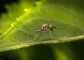 Chikungunya Outbreak in China: Health Officials Confirm 7,000 Infections