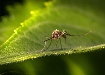 Chikungunya Outbreak in China: Health Officials Confirm 7,000 Infections