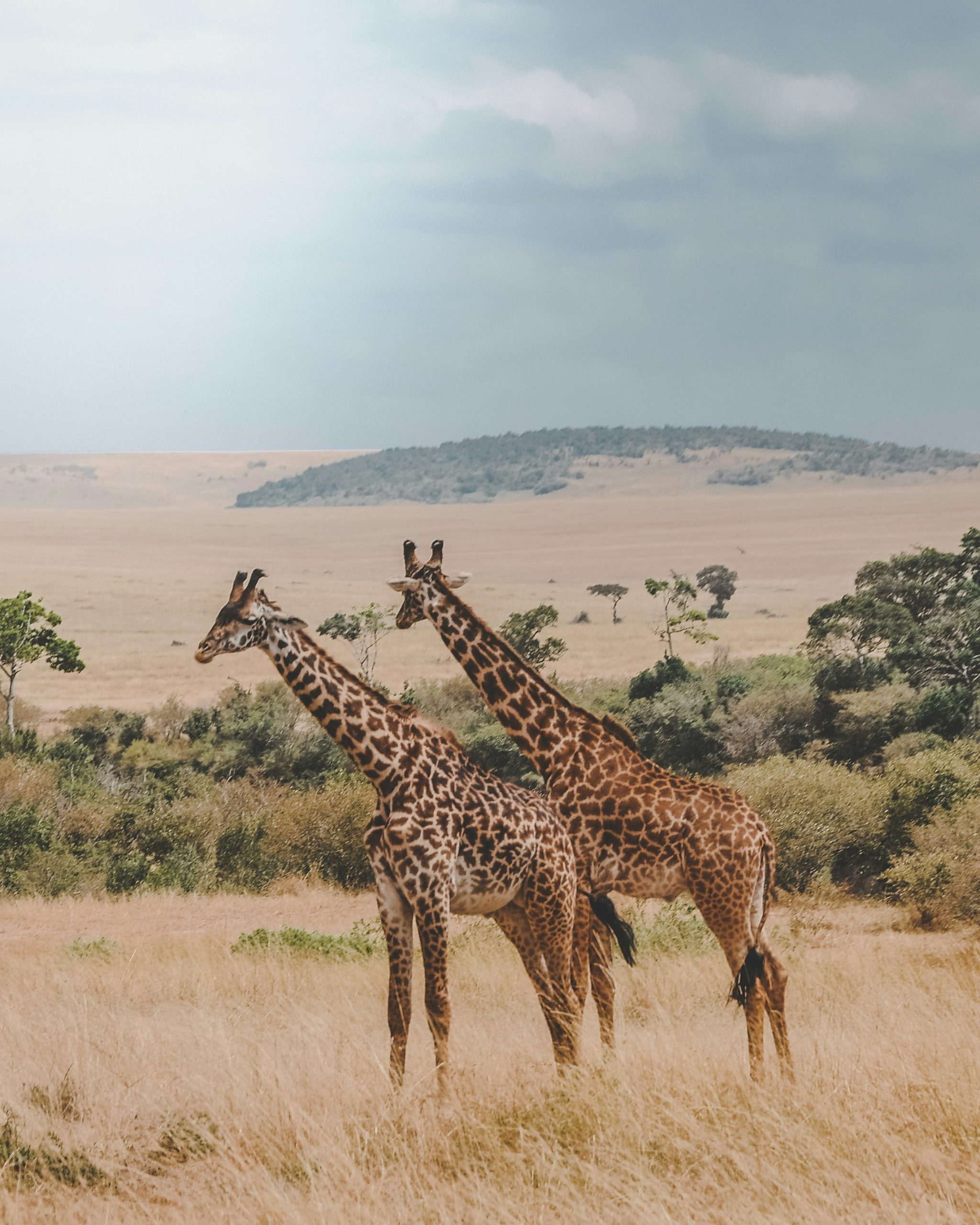 Controversy in Kenya as Activist Fights to Stop Luxury Ritz-Carlton Safari Resort Opening