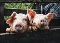 Vietnam Battles Mounting African Swine Fever Outbreaks in Pig Farms Nationwide