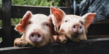 Vietnam Battles Mounting African Swine Fever Outbreaks in Pig Farms Nationwide